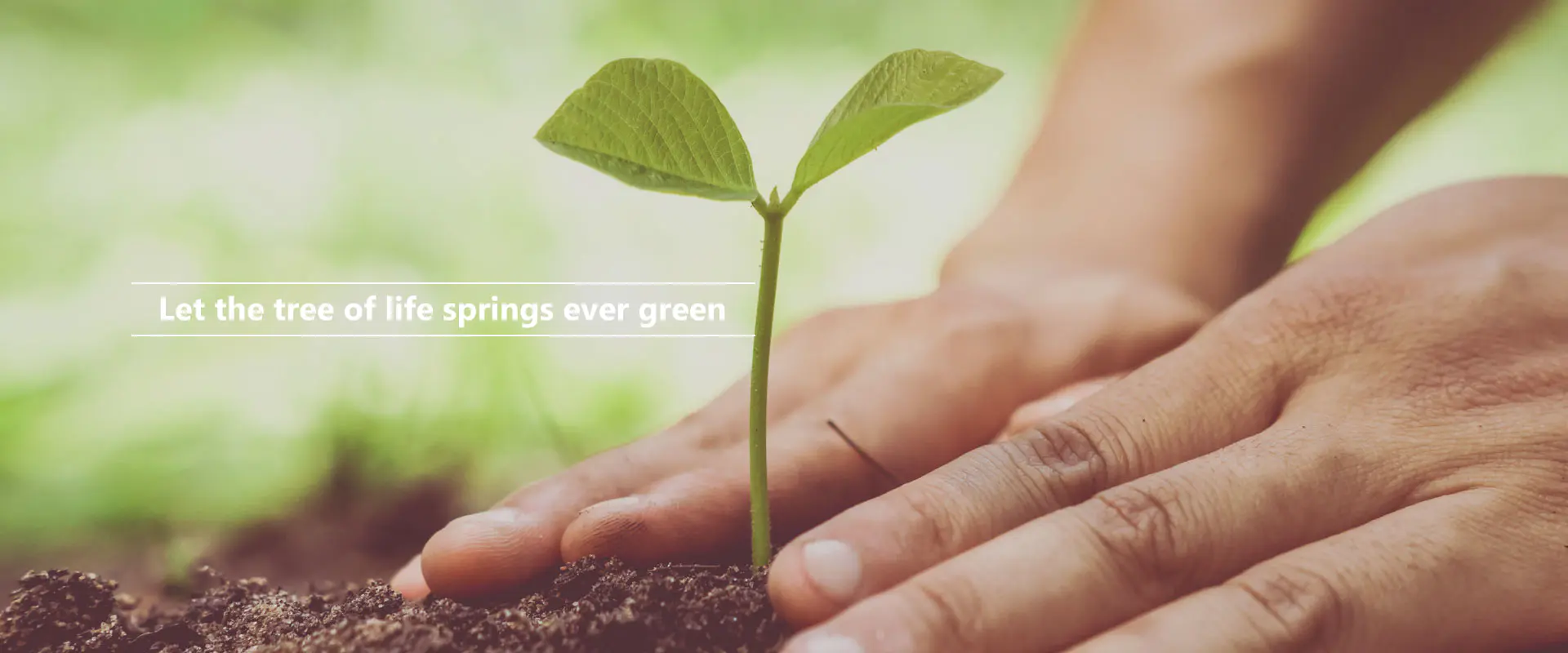 Hayaang ang punungkahoy ng buhay ay sumibol na luntian